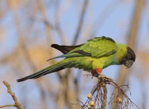 andulka černokápu (Nanday Conure):Profil druhů ptáků