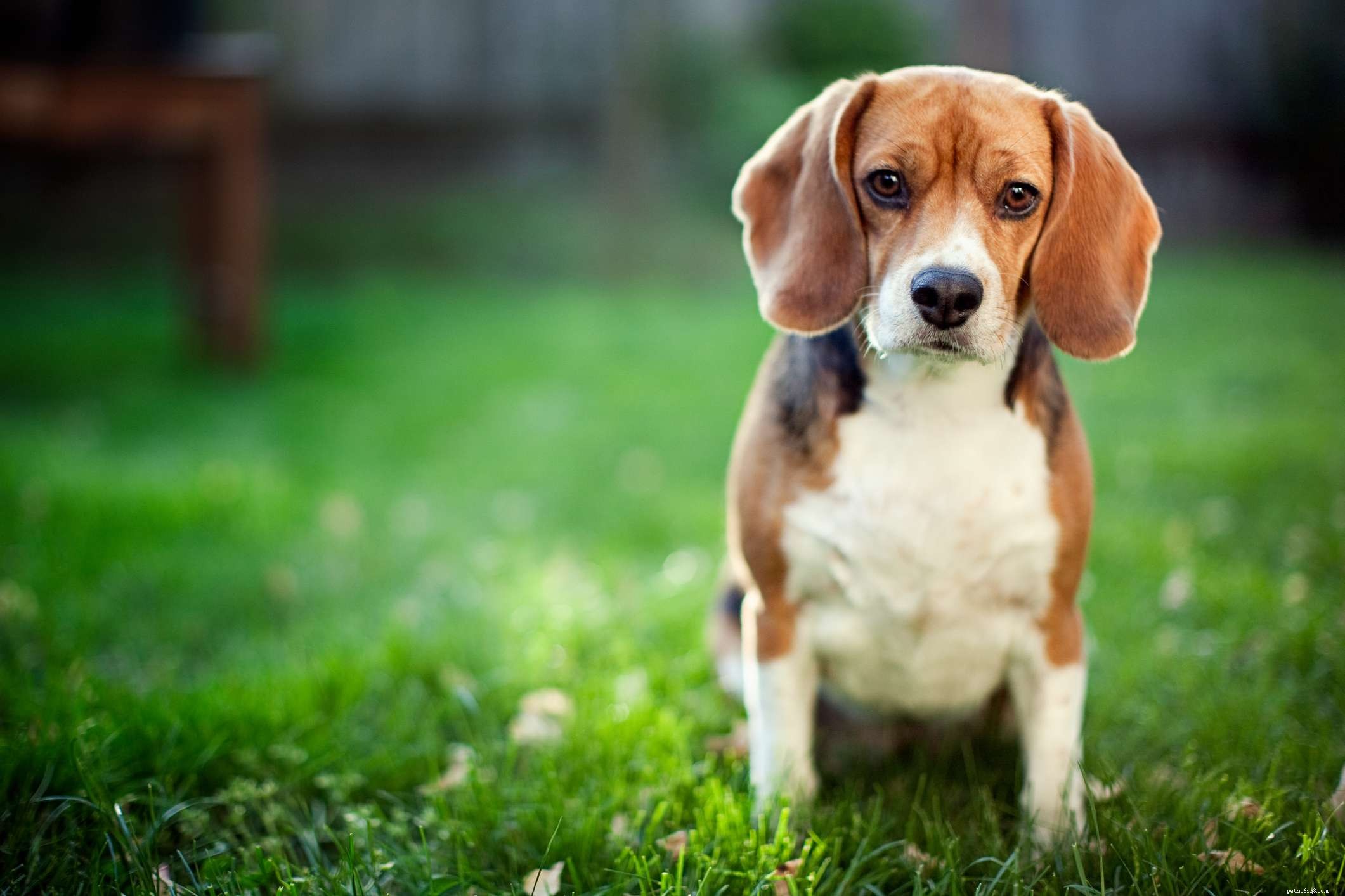 10 melhores raças de cães para seguir um cheiro