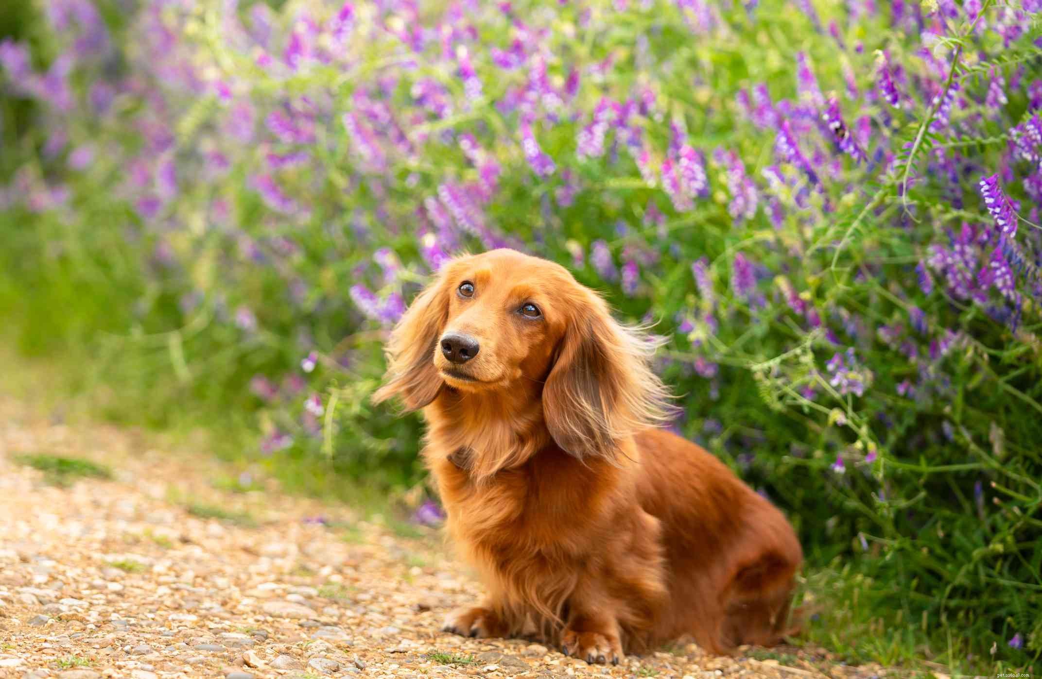 香りを追うための10の最高の猟犬の品種 