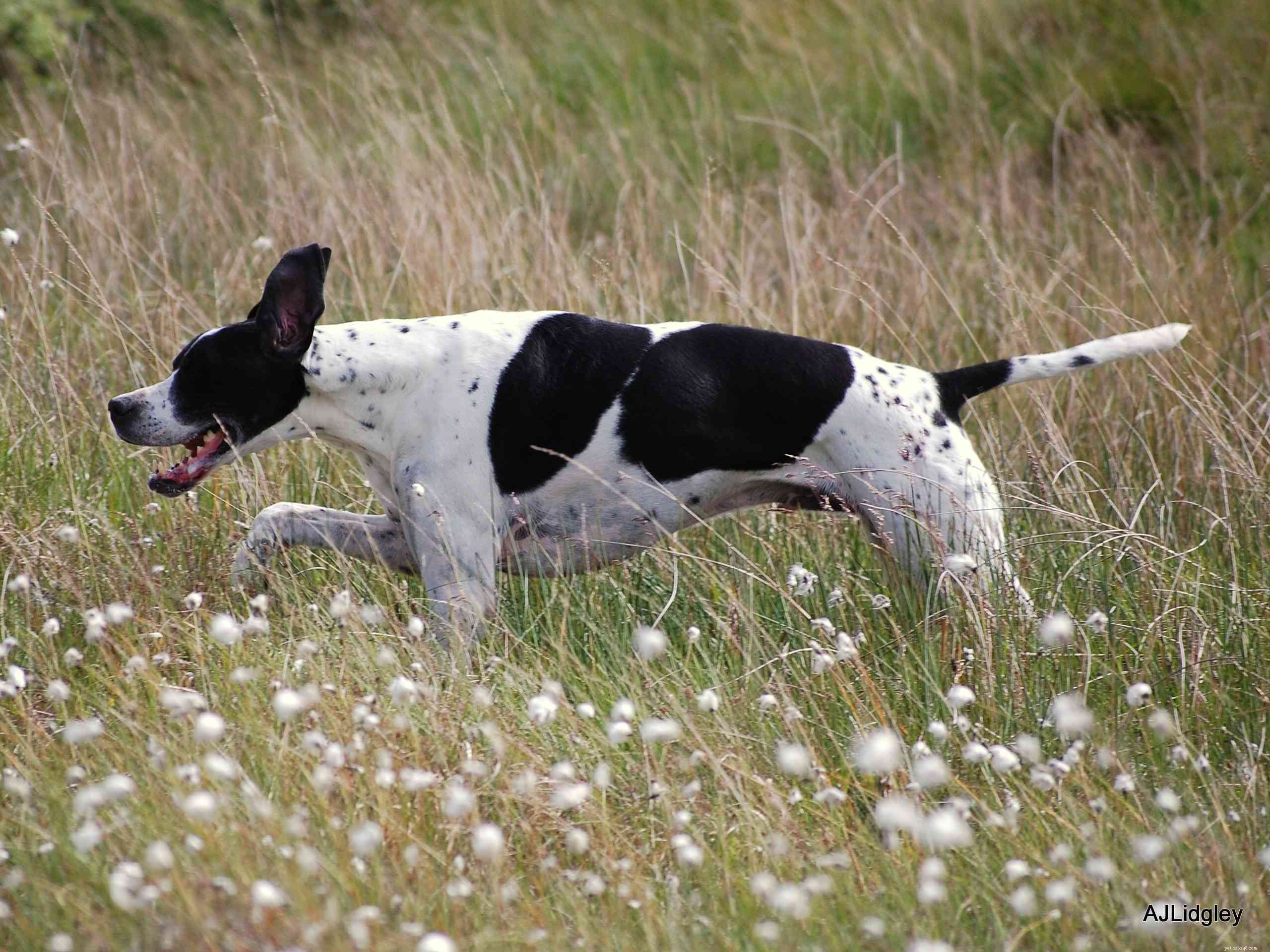 香りを追うための10の最高の猟犬の品種 