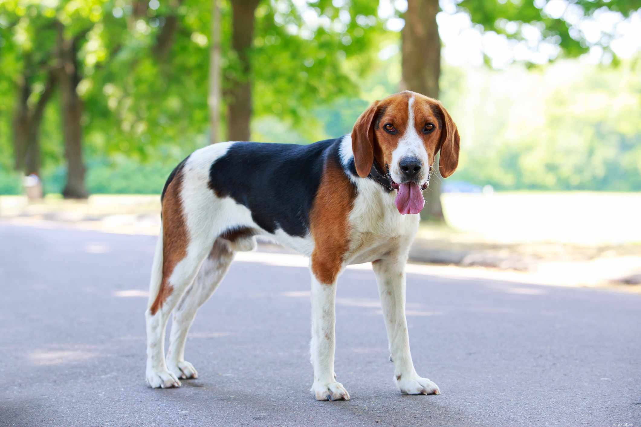 10 meilleures races de chiens pour suivre une odeur