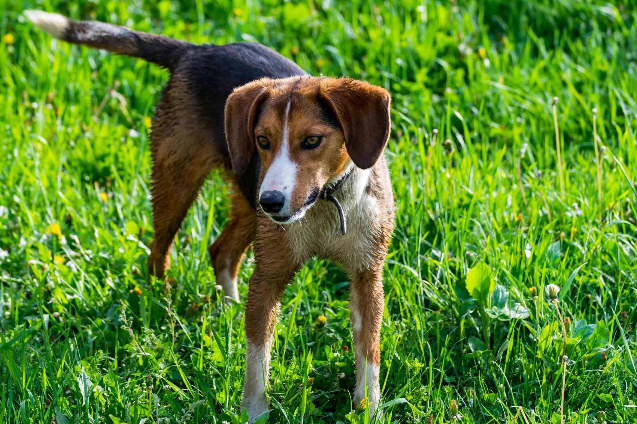 10 meilleures races de chiens pour suivre une odeur