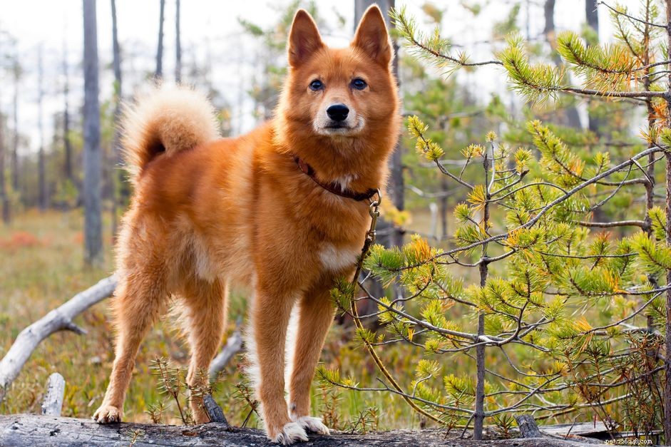 10 skandinávských plemen psů pro život v chladném klimatu