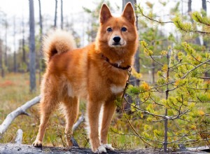 涼しい気候の生活のための10のスカンジナビアの犬種 