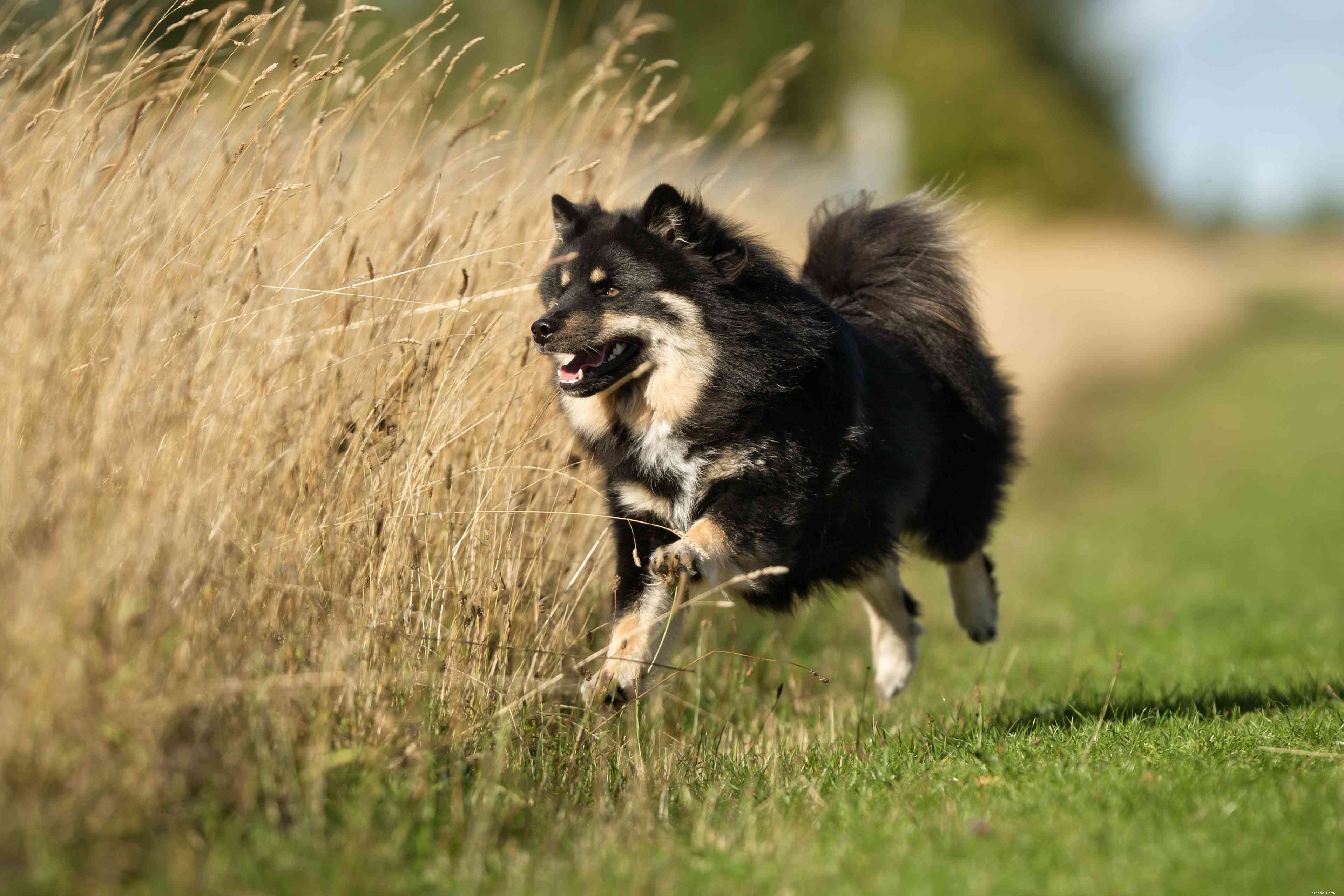 10 races de chiens scandinaves pour vivre dans un climat frais