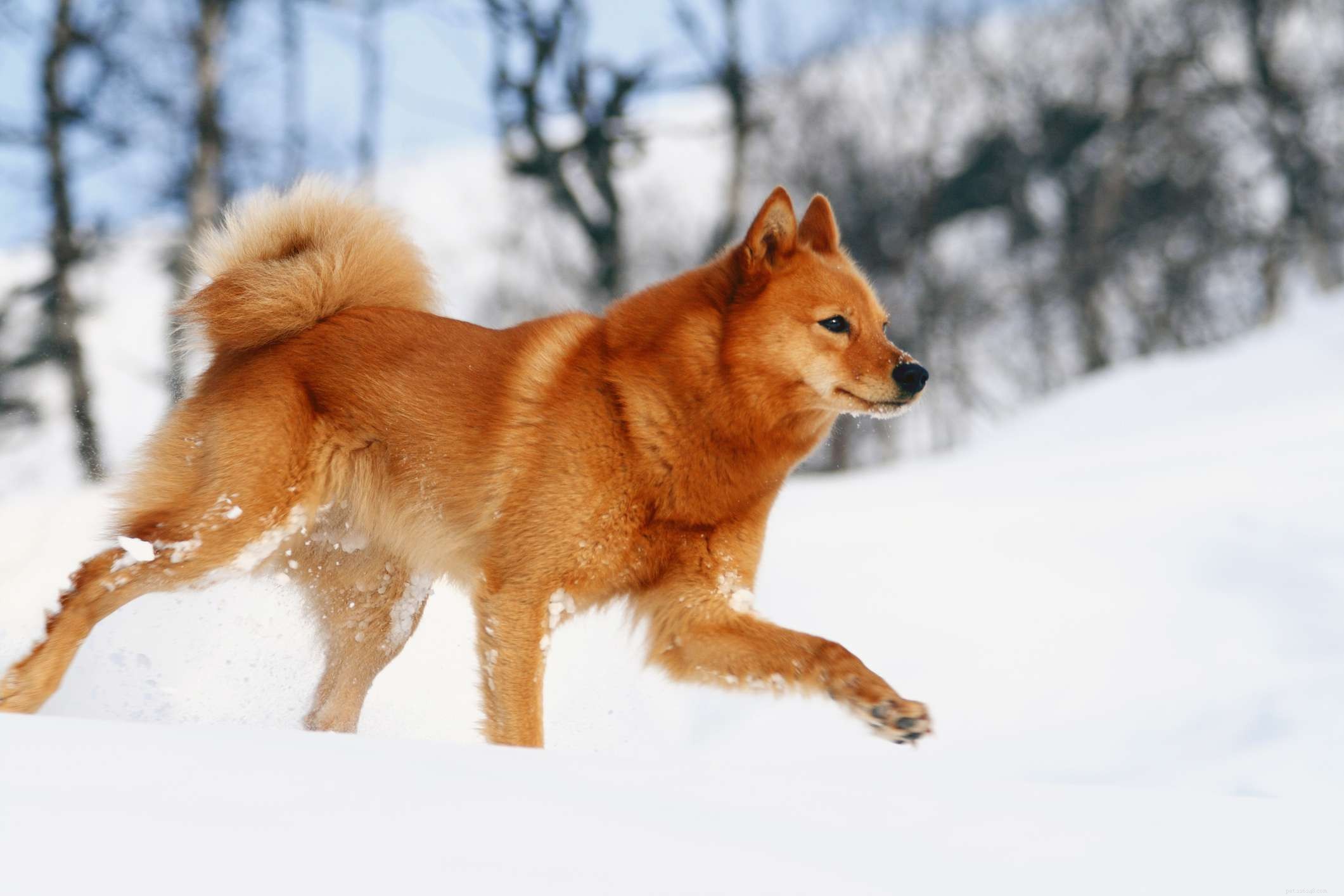10 skandinávských plemen psů pro život v chladném klimatu