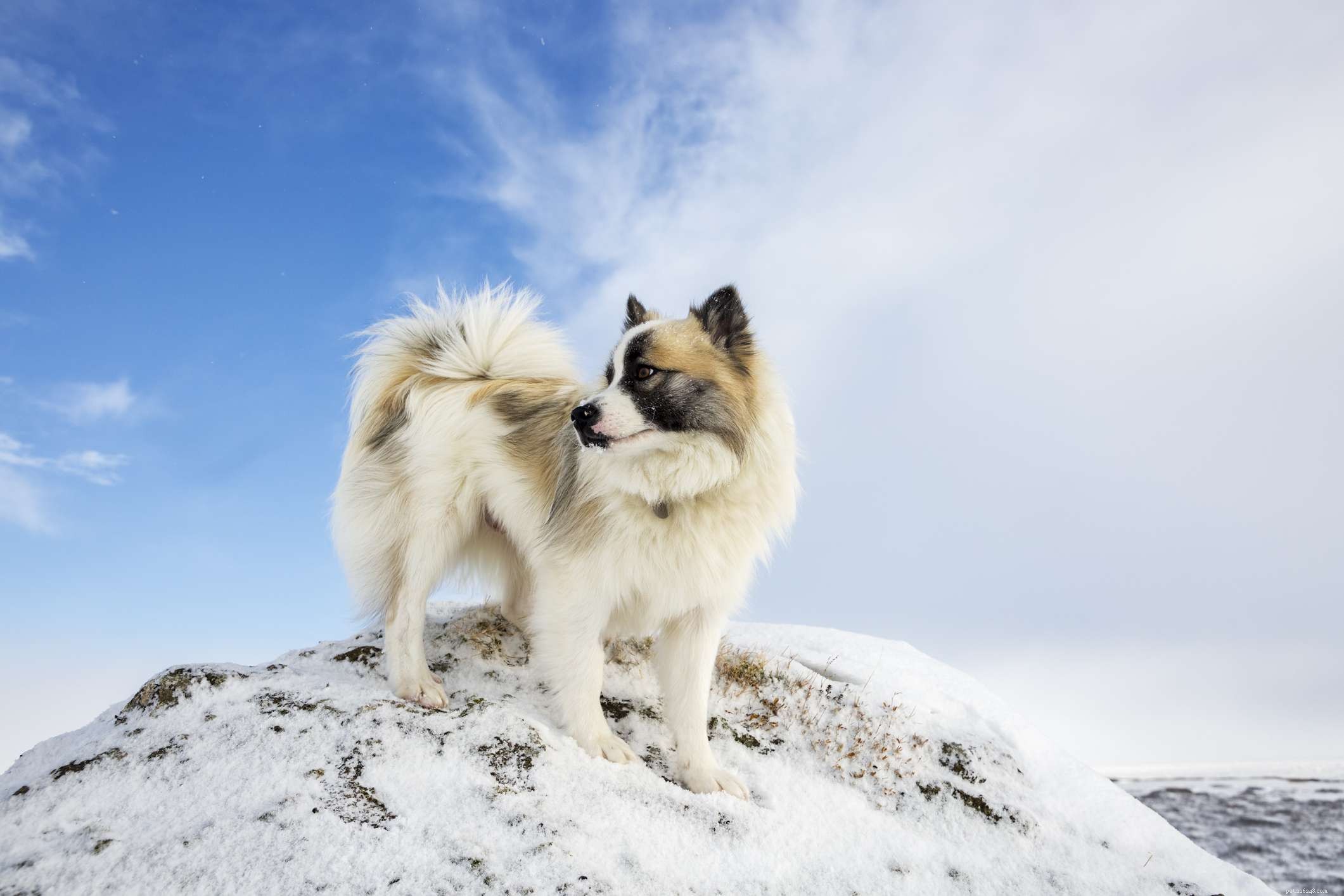 涼しい気候の生活のための10のスカンジナビアの犬種 