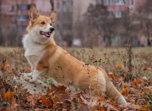 7 raças de cães galeses para fãs caninos