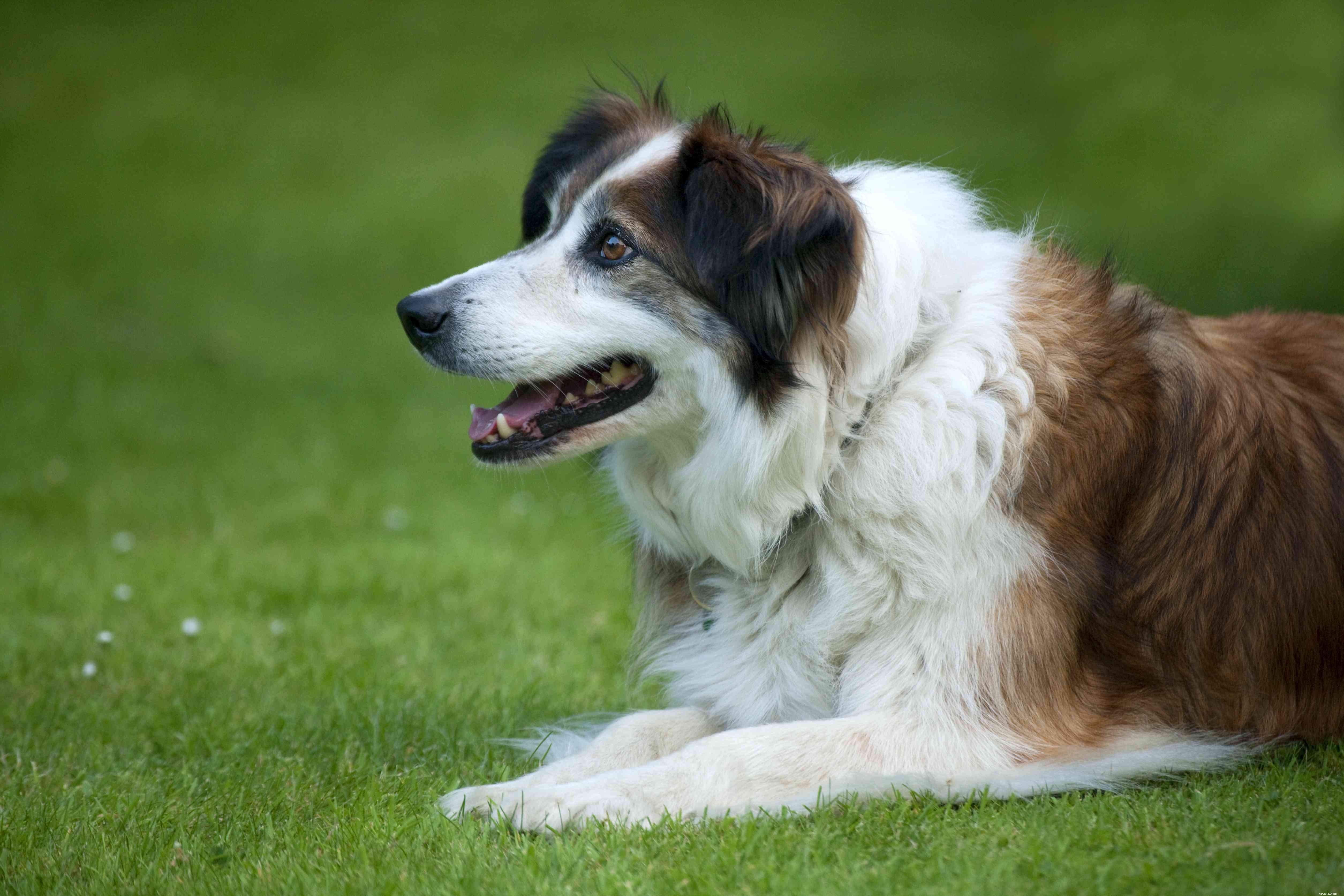 7 walesiska hundraser för hundfantaster