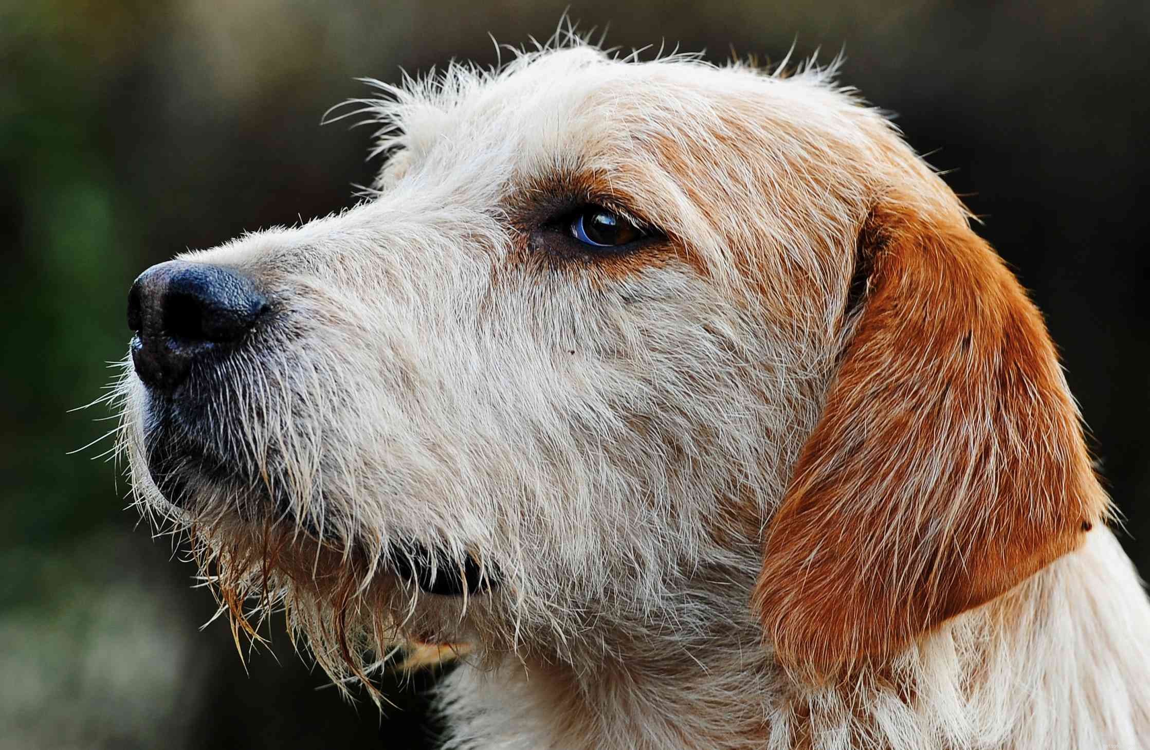 7 races de chiens gallois pour les fans de chiens