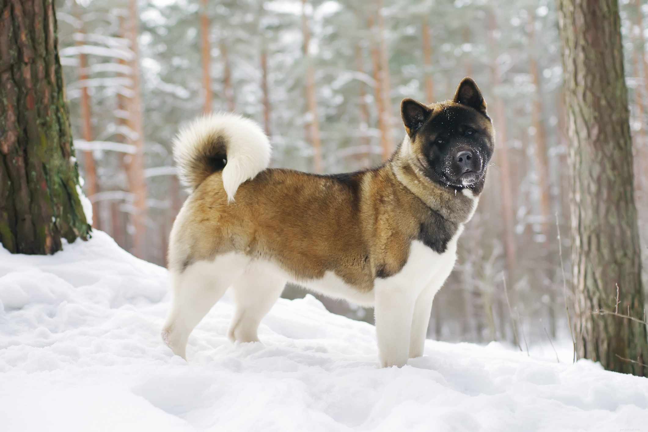 10 meilleures races de chiens pour le temps froid