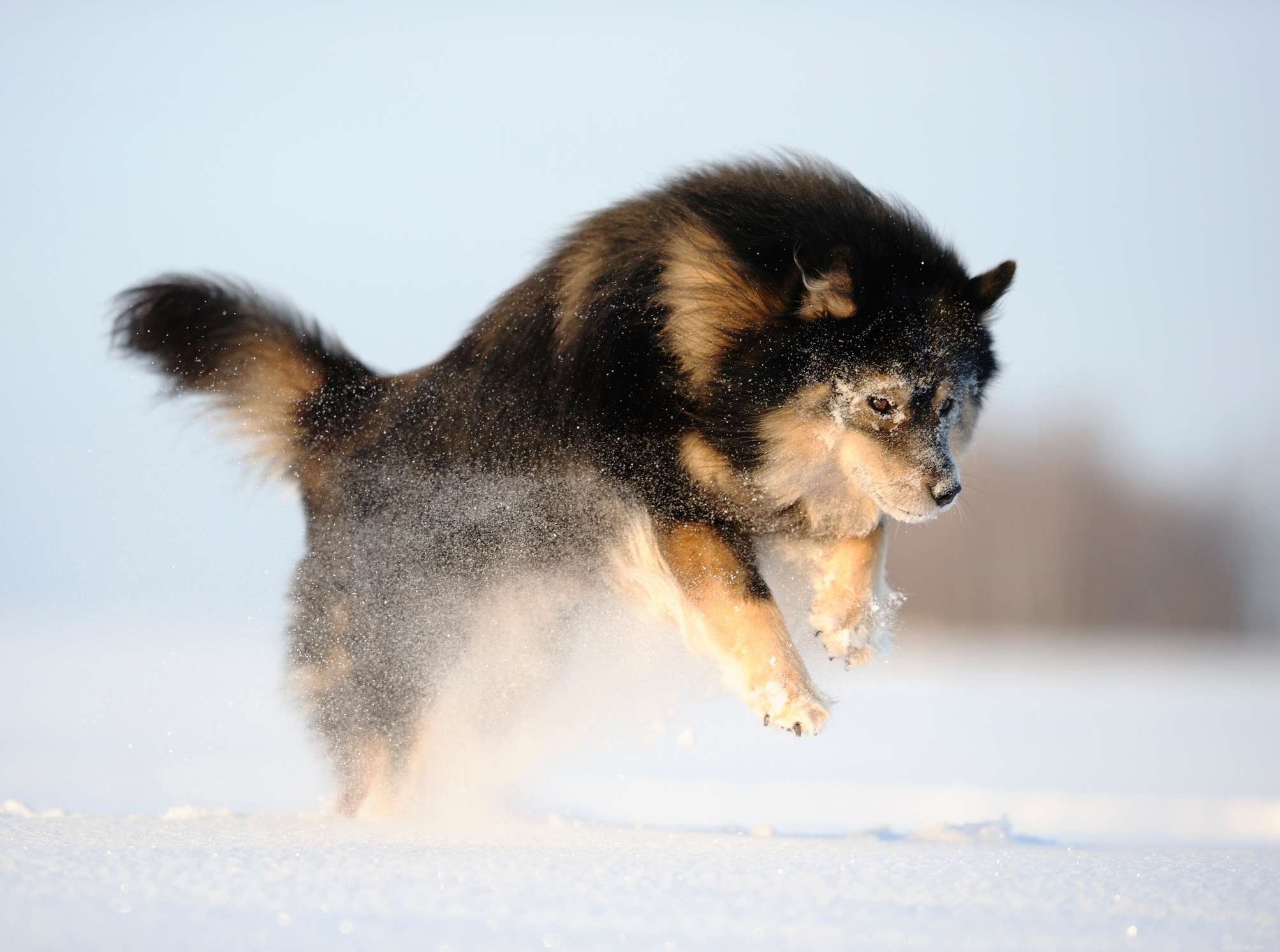 寒い天候のための10の最高の犬種 