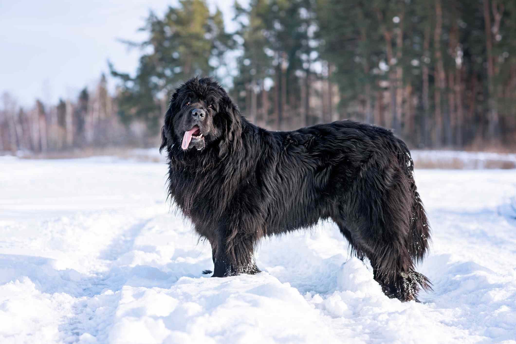10 melhores raças de cães para clima frio