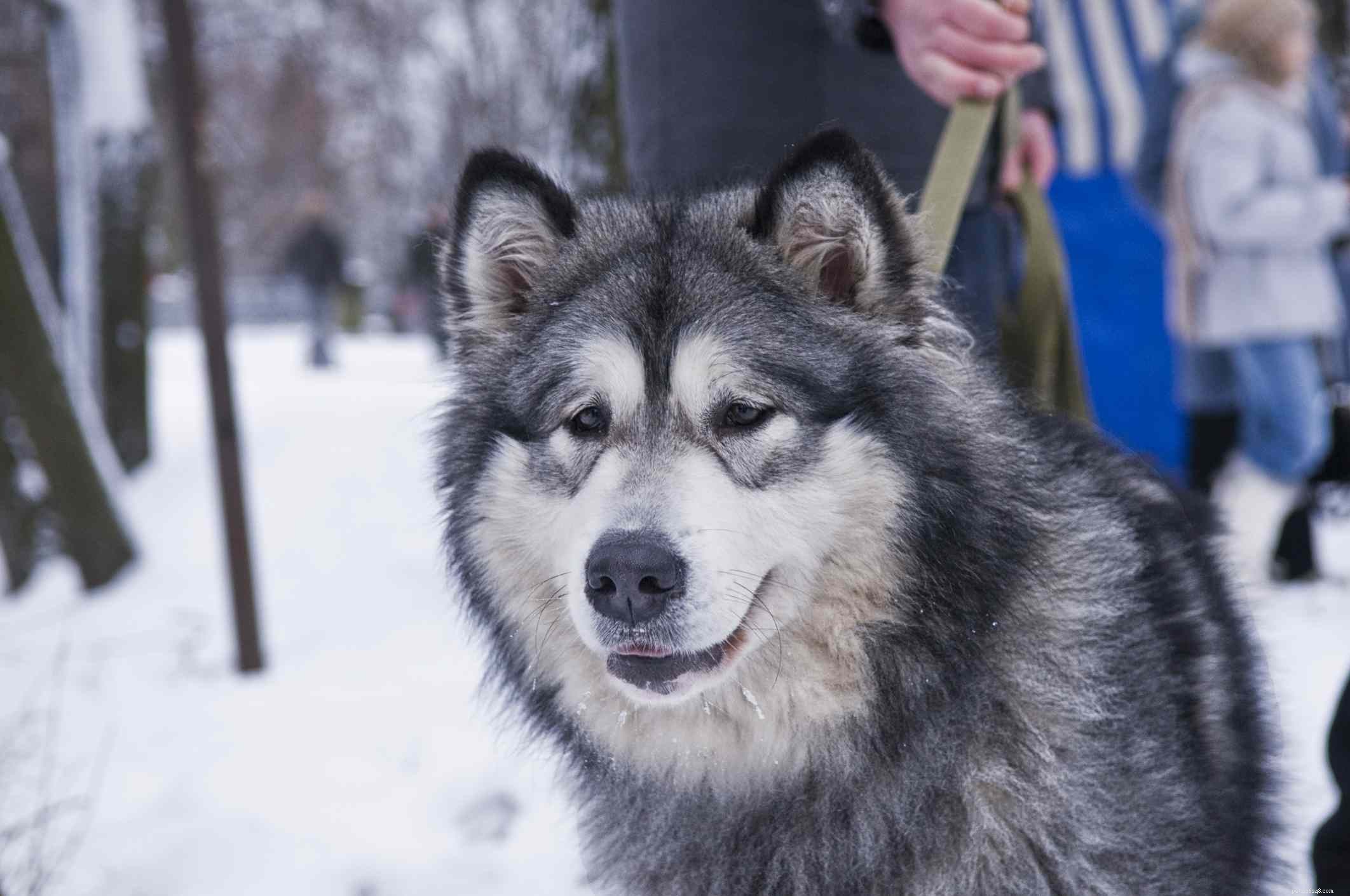 10 nejlepších psích plemen pro chladné počasí
