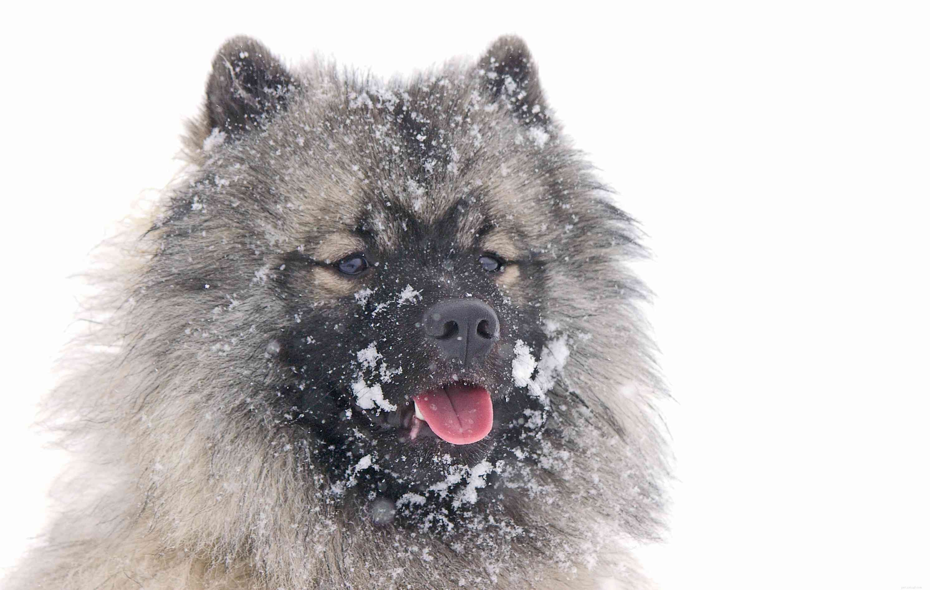 10 migliori razze di cani per il freddo