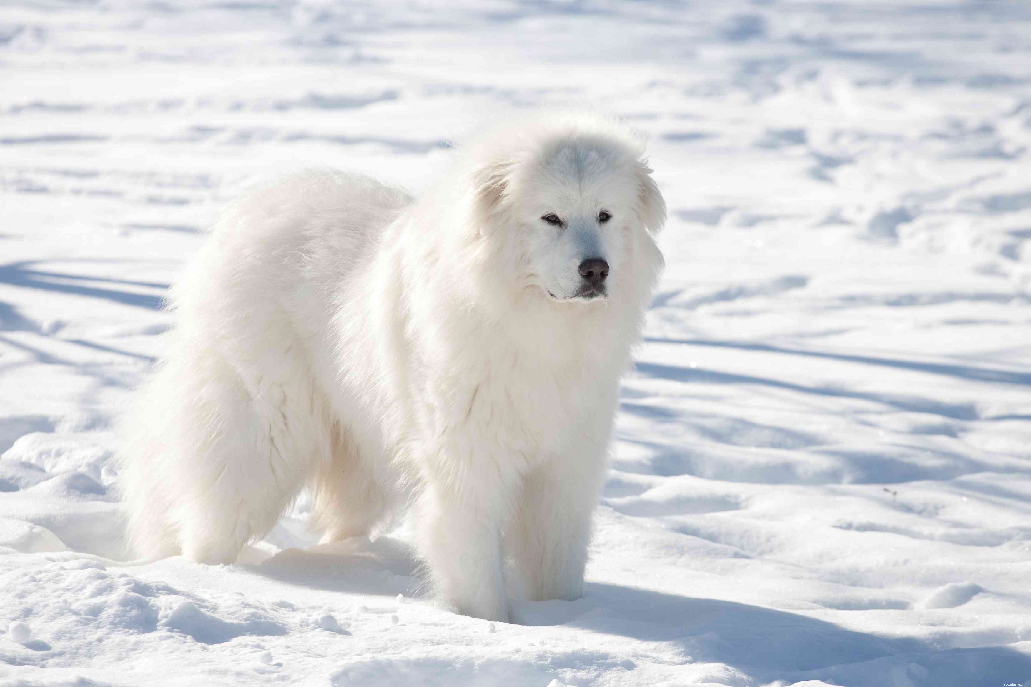 寒い天候のための10の最高の犬種 