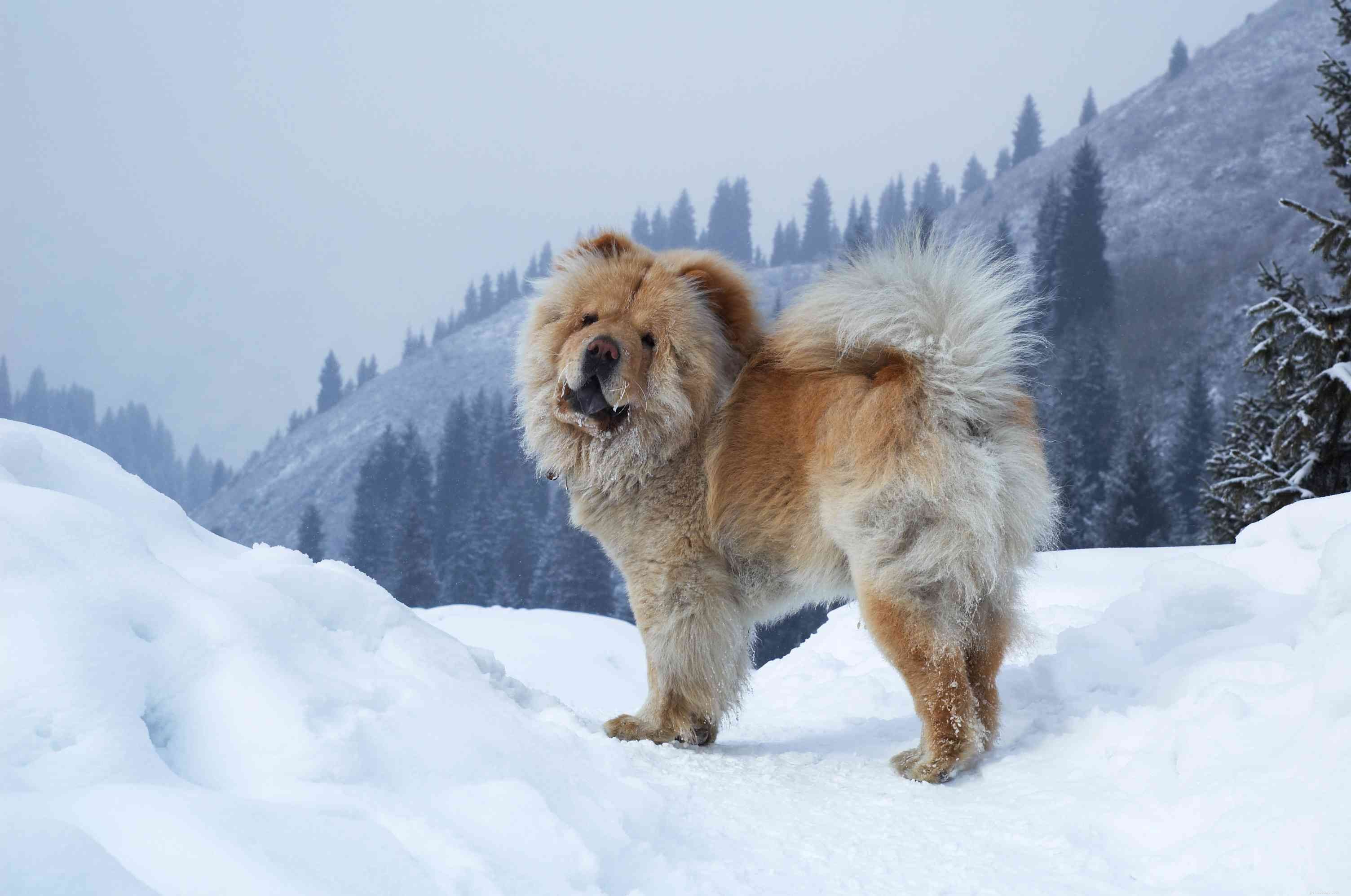 10 melhores raças de cães para clima frio