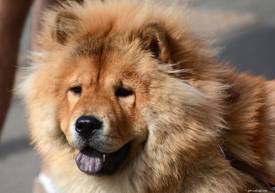 10 raças de cães que se parecem com ursos