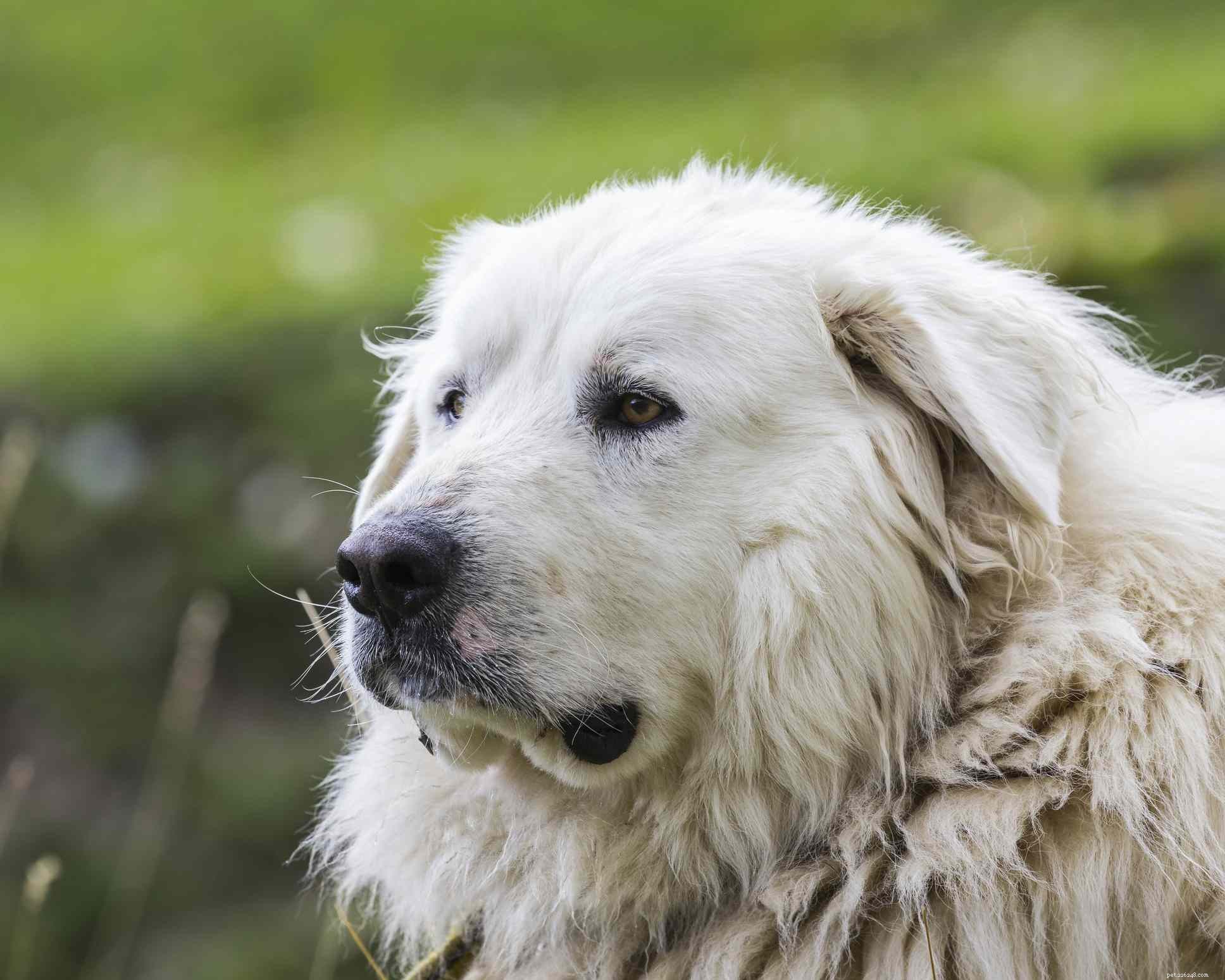10 raças de cães que se parecem com ursos
