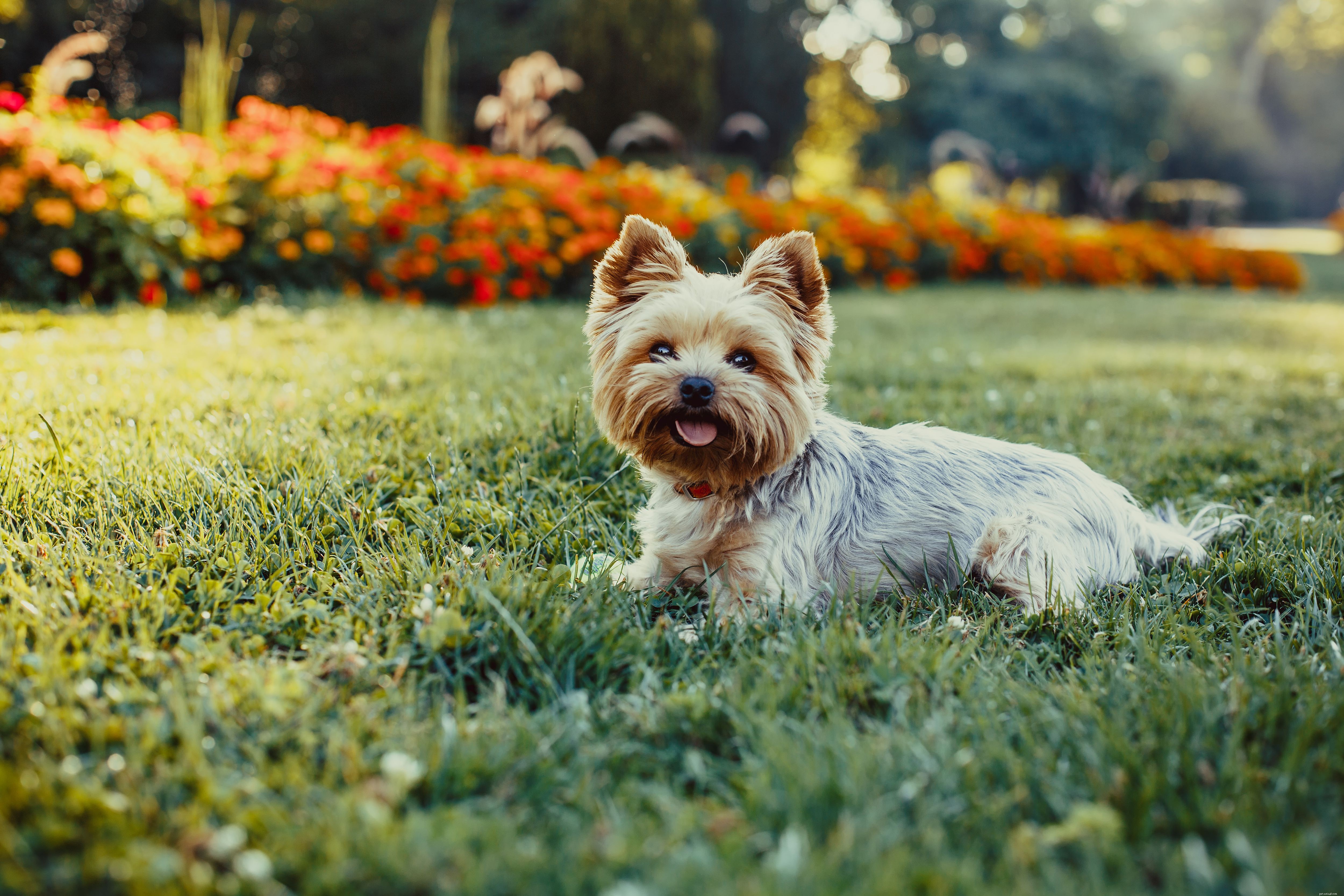 10 meilleures races de chiens pour le soutien émotionnel
