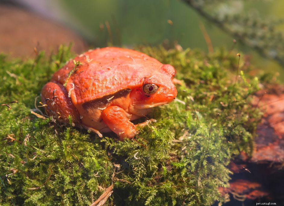 토마토 개구리:종 프로필