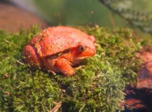 Томатная лягушка:профиль вида