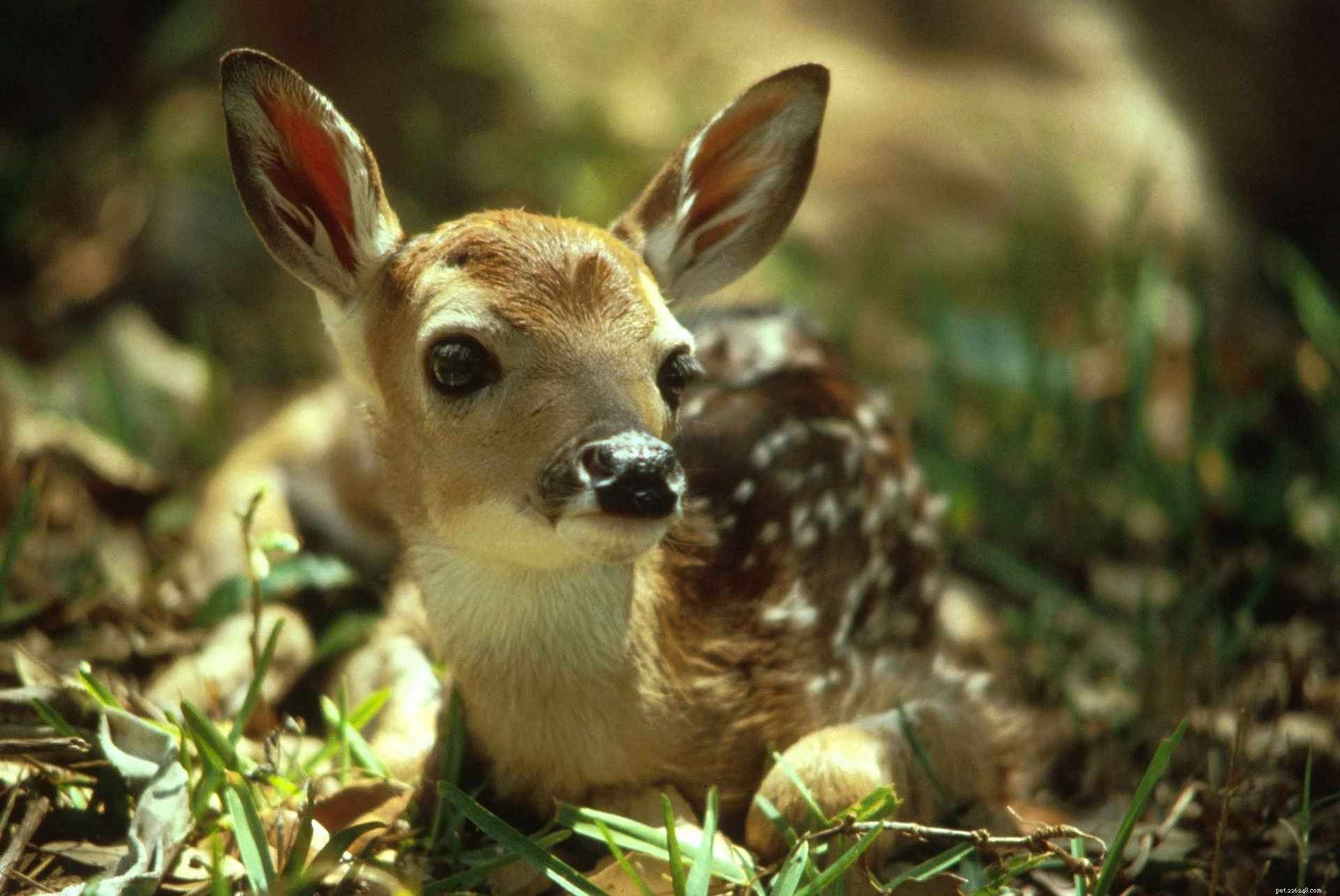 10 schattige lenteliefhebbende babydieren