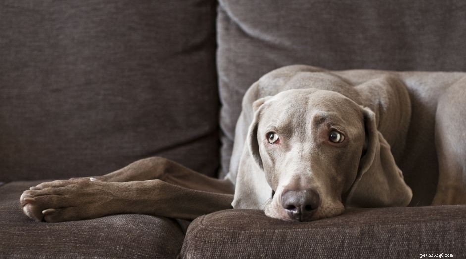 Hur du håller din hund från soffan och andra möbler