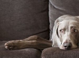 Как держать собаку подальше от дивана и другой мебели