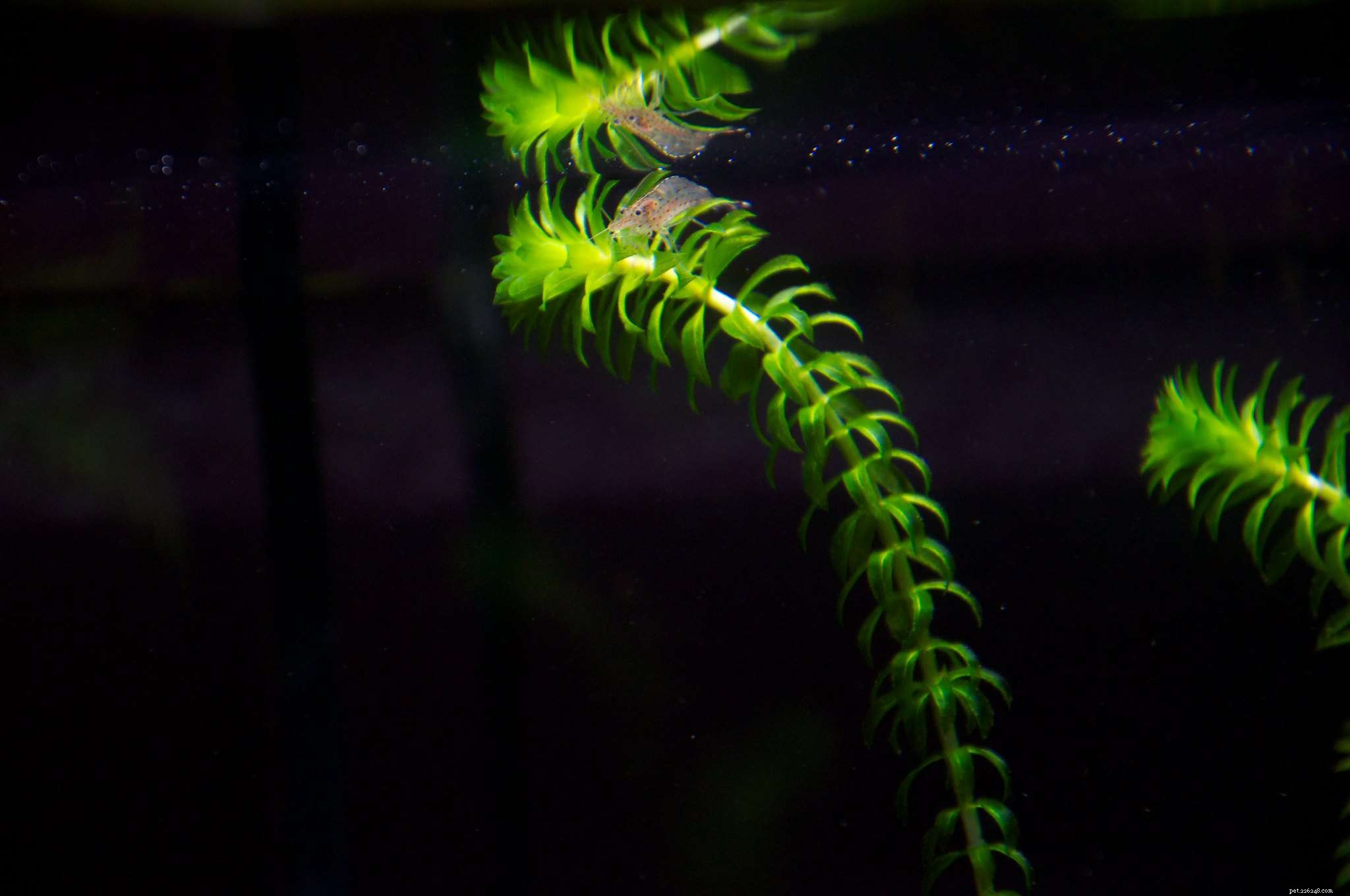 14 beste drijvende planten voor uw aquarium