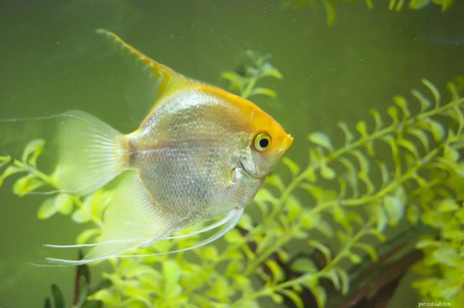 14 beste drijvende planten voor uw aquarium