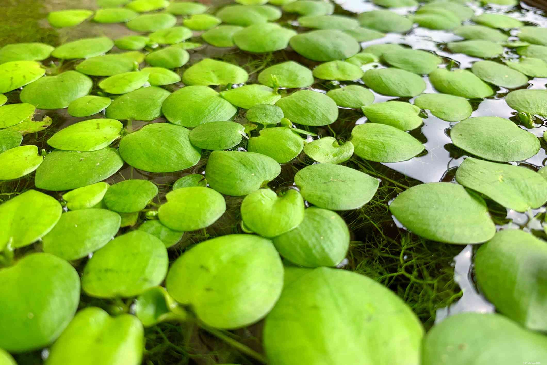 14 migliori piante galleggianti per il tuo acquario