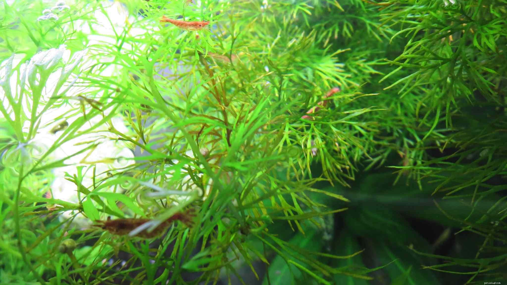 14 nejlepších plovoucích rostlin pro vaše akvárium