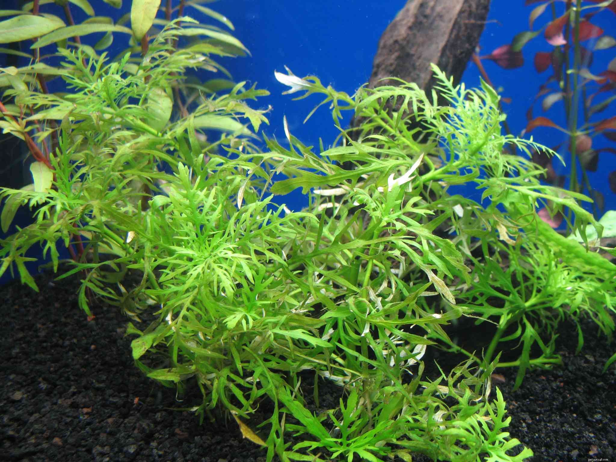 14 nejlepších plovoucích rostlin pro vaše akvárium