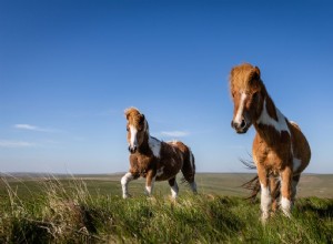 Dartmoorský pony:Profil plemene