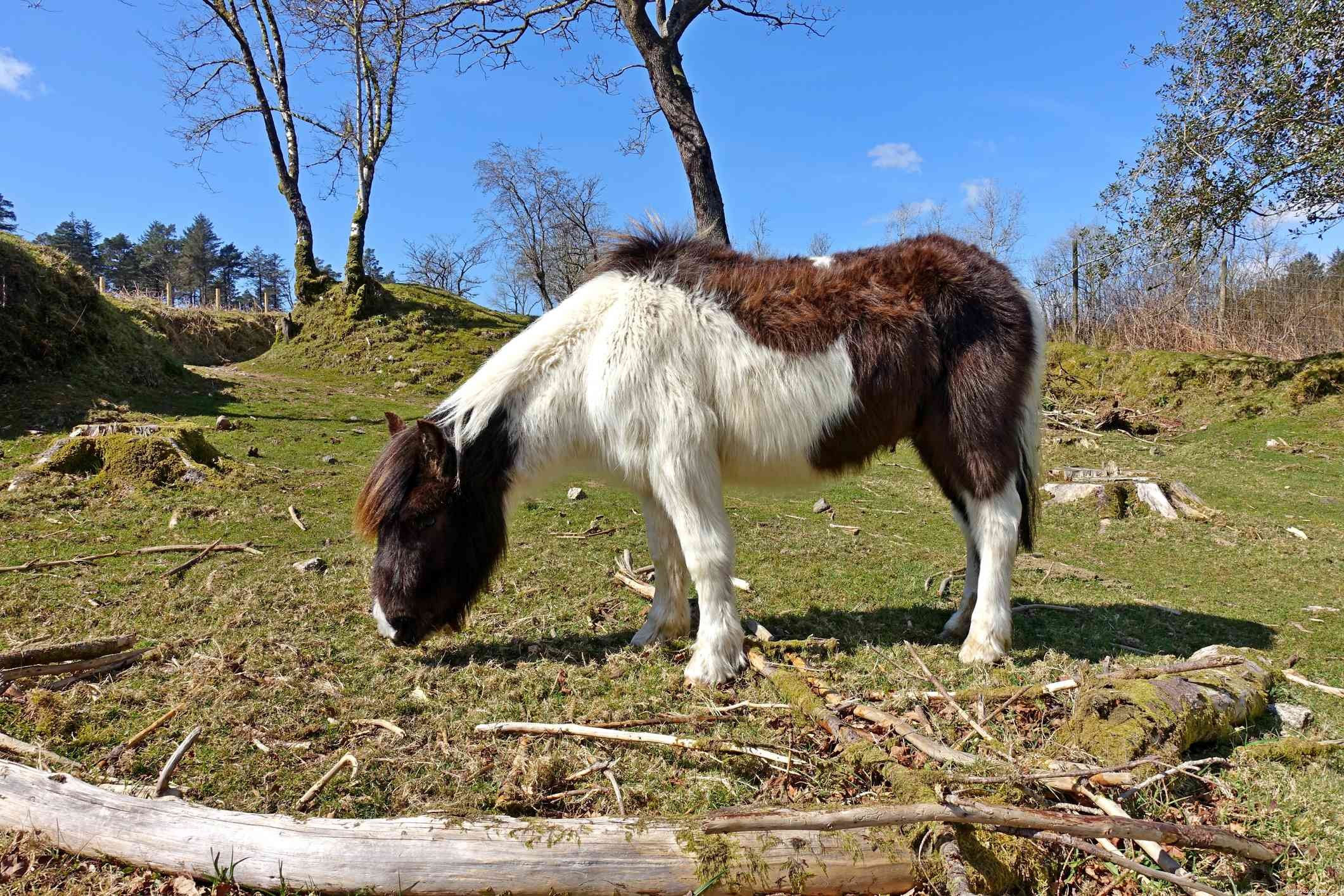 Dartmoor Pony:Rasprofil