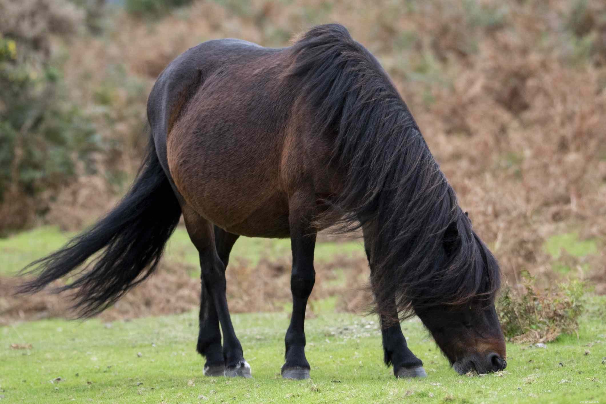 Dartmoor Pony:Rasprofil