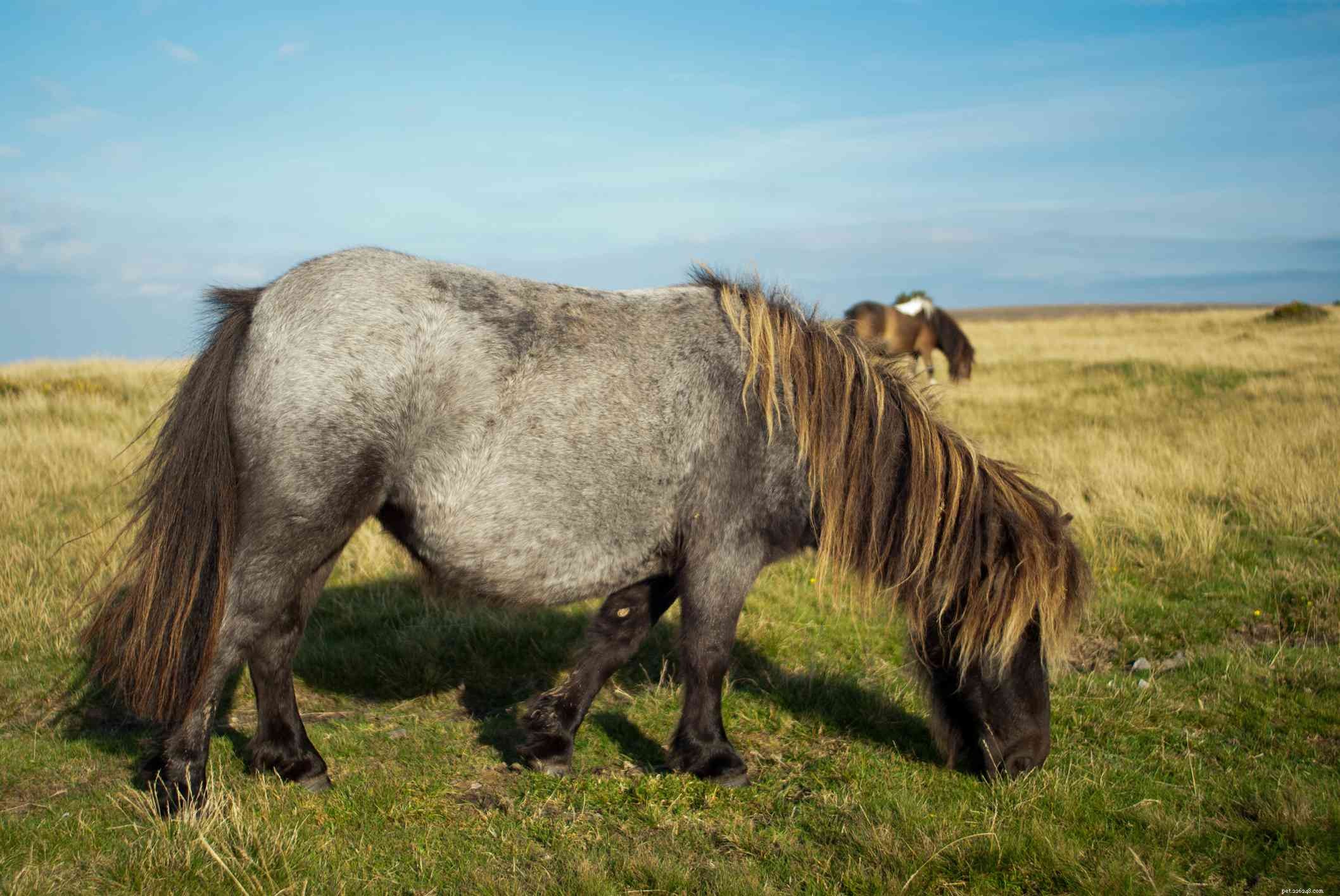 Dartmoor Pony:품종 프로필