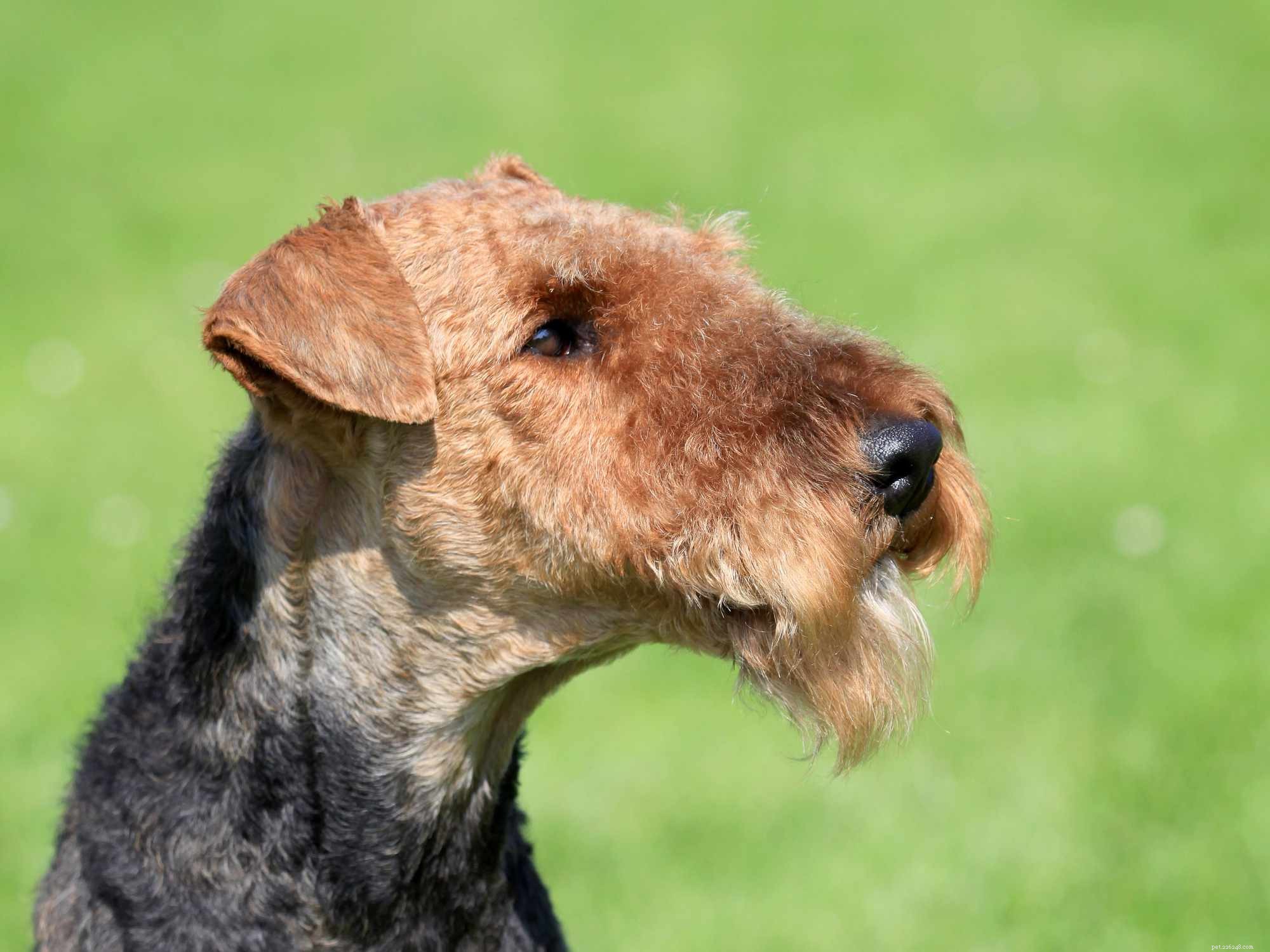 12 raças de cães Terrier