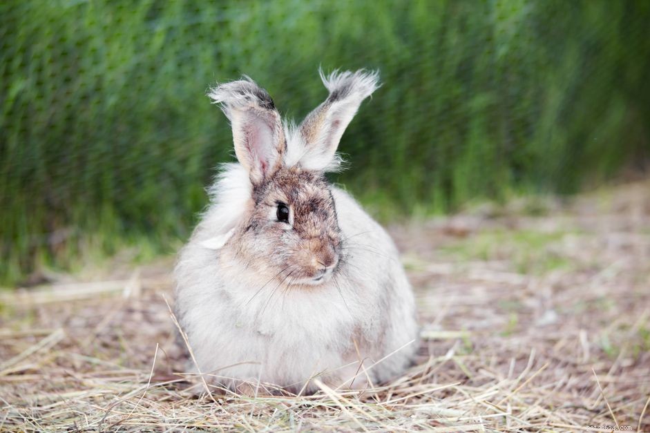Profili di razza di coniglio d Angora