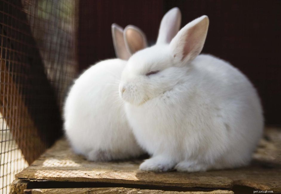 Affrontare una gabbia interna per conigli fatta in casa