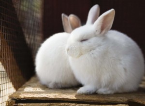 수제 실내 토끼 케이지 다루기