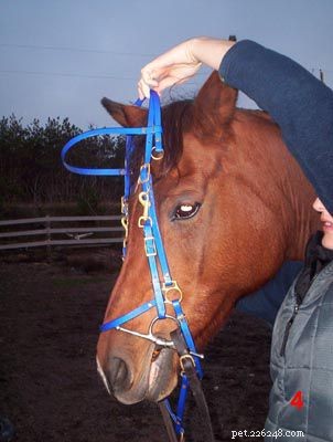 馬に手綱をかける方法 