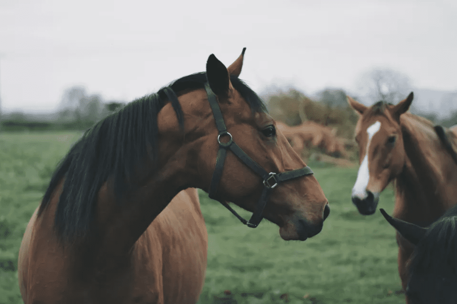 Een hoofdstel op een paard zetten