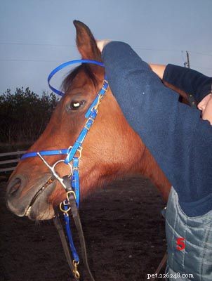 Comment mettre une bride à un cheval