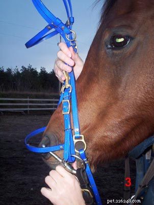 Como colocar uma rédea em um cavalo