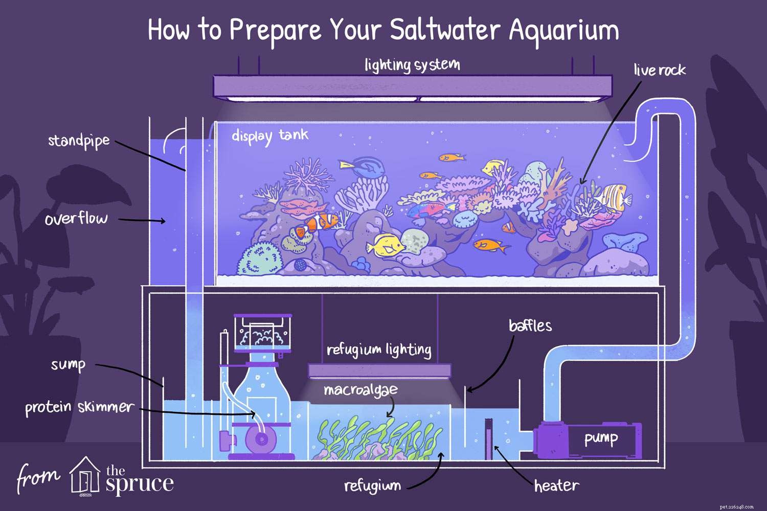 Instruktioner för att installera ett saltvattensakvarium