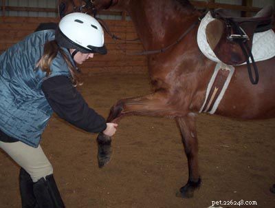 Como selar um cavalo