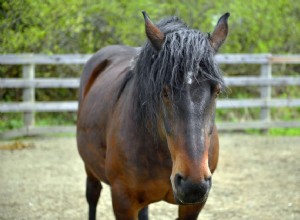 Cavalo Tigre:Perfil da Raça