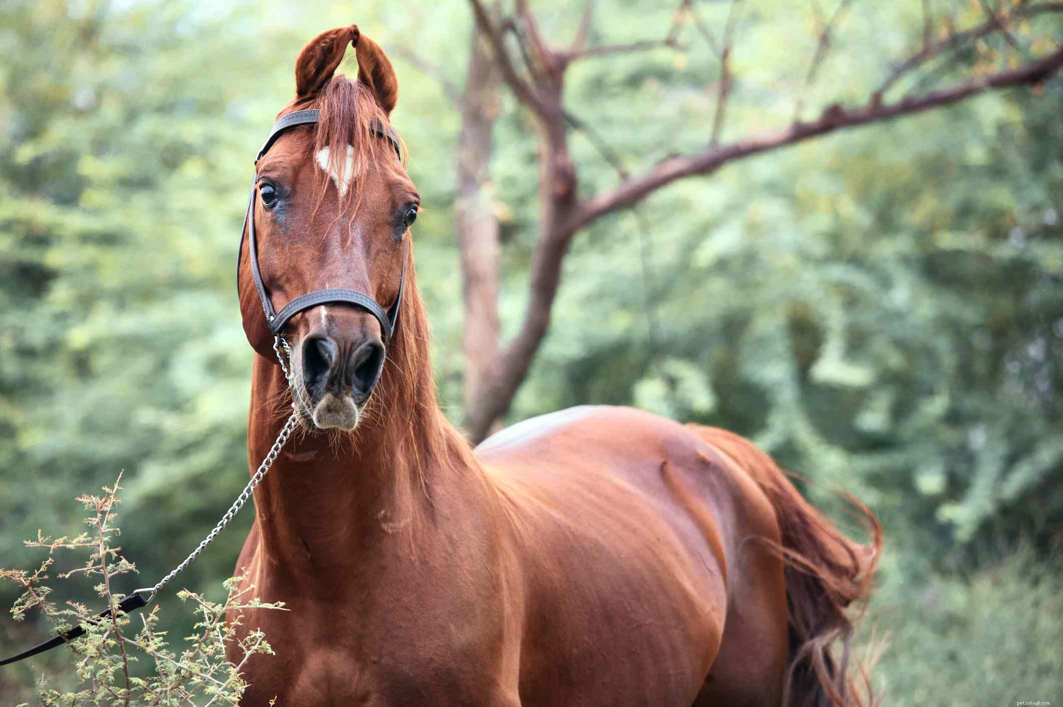 Kathiawari-paard:rasprofiel